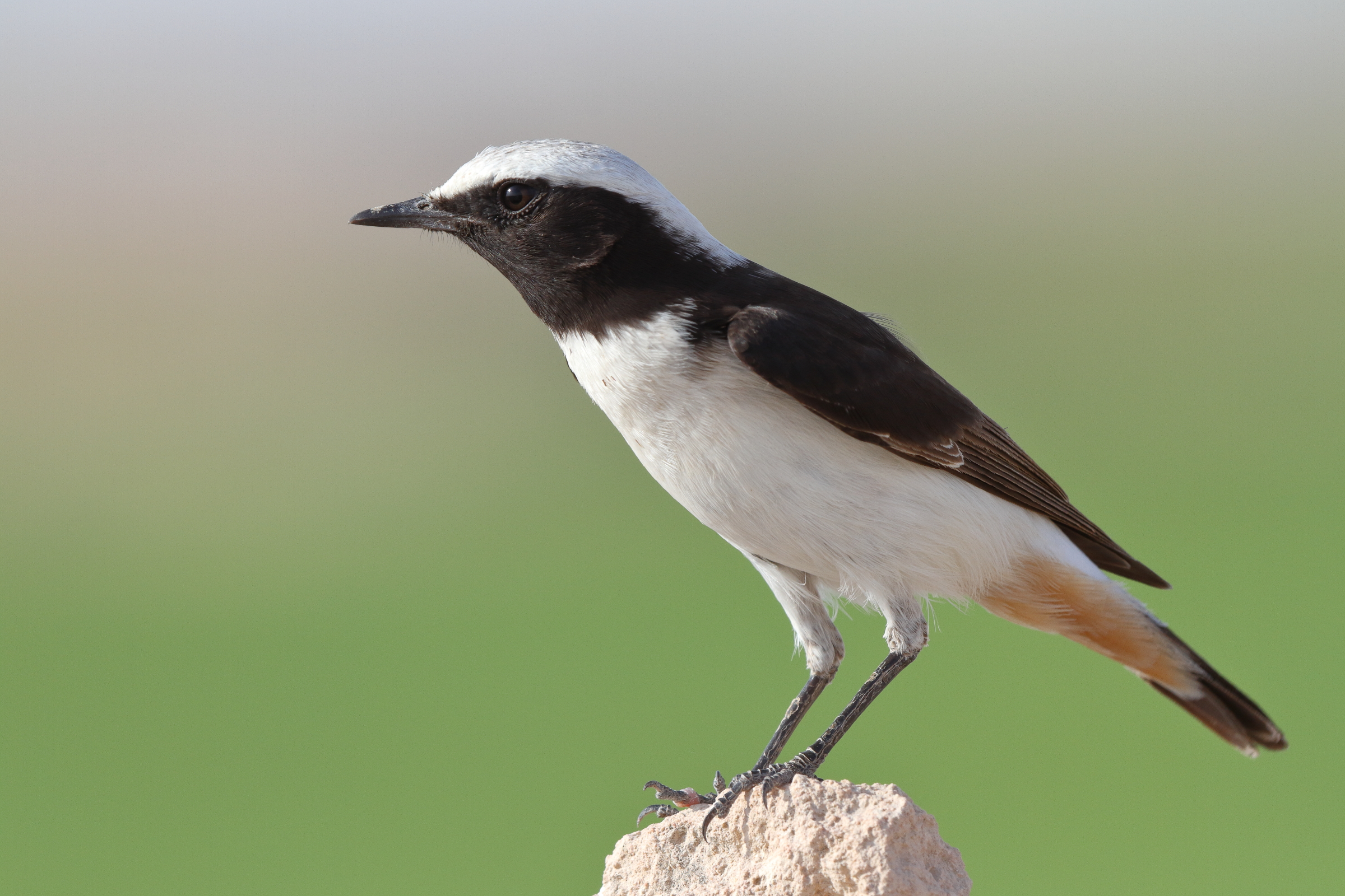 Eastern Mourning Wheatear. Qatar, 14 November 2013 © Neil G. Morris.