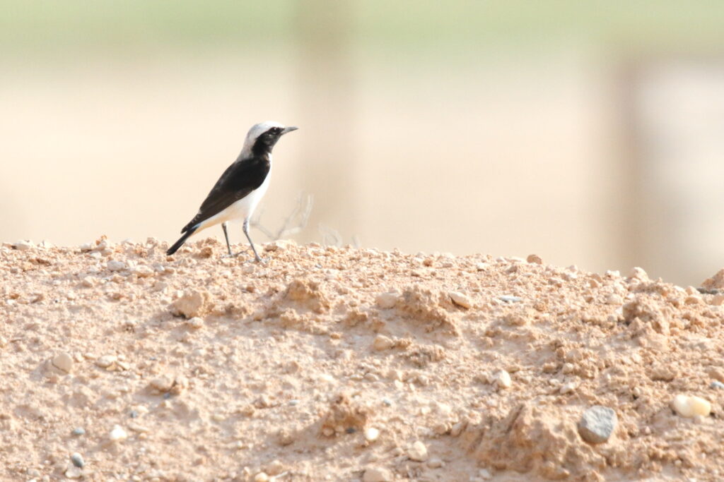Finsch's Wheatear. Qatar, 11 November 2012 © Neil G. Morris.