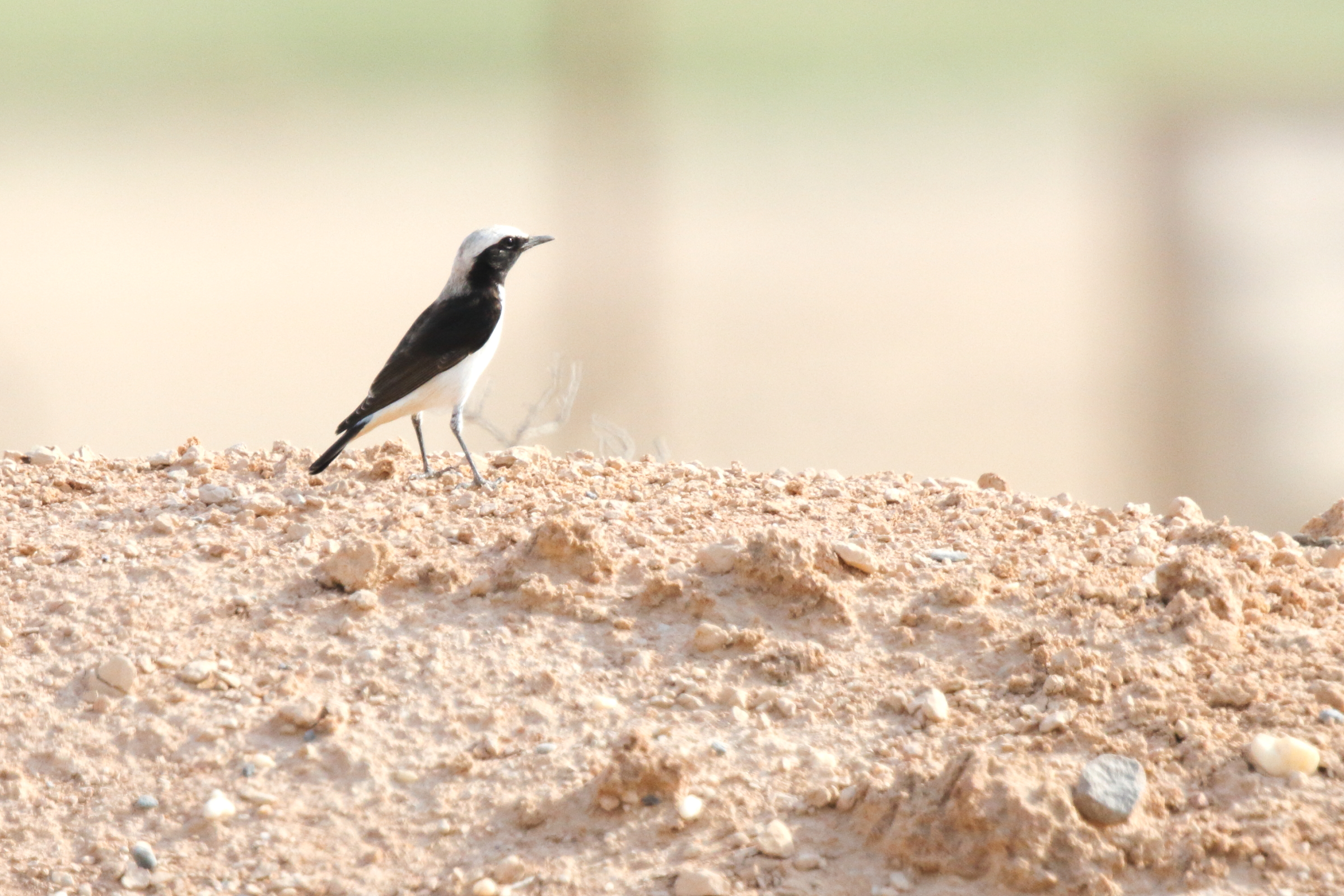 Finsch's Wheatear. Qatar, 11 November 2012 © Neil G. Morris.