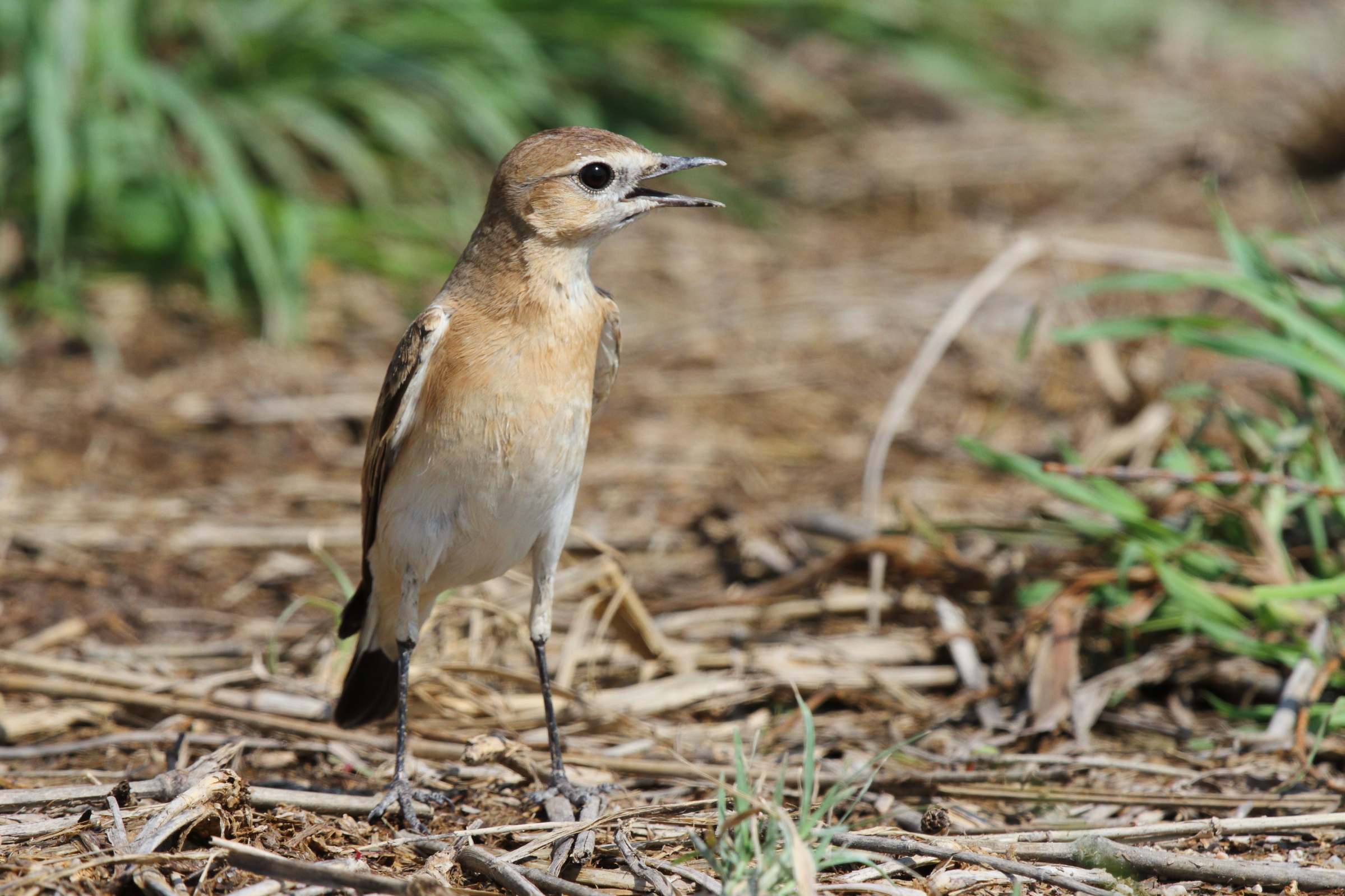 Isabelline Wheatear. Qatar, 10 October 2012 © Neil G. Morris.