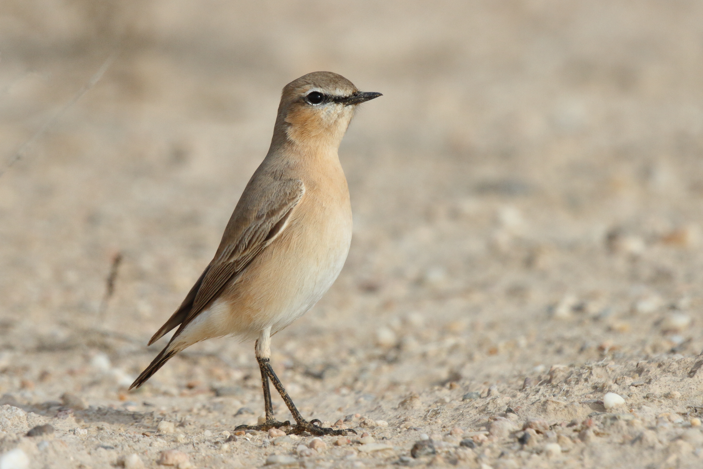 Isabelline Wheatear. Qatar, 24 February 2013 © Neil G. Morris.
