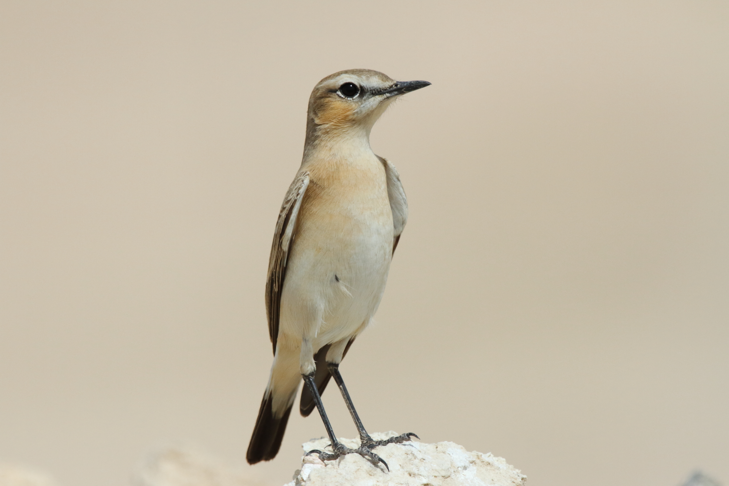 Isabelline Wheatear. Qatar, 24 February 2013 © Neil G. Morris.