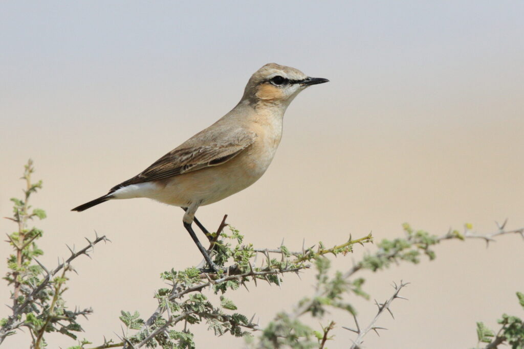 Isabelline Wheatear. Qatar, 03 March 2013 © Neil G. Morris.
