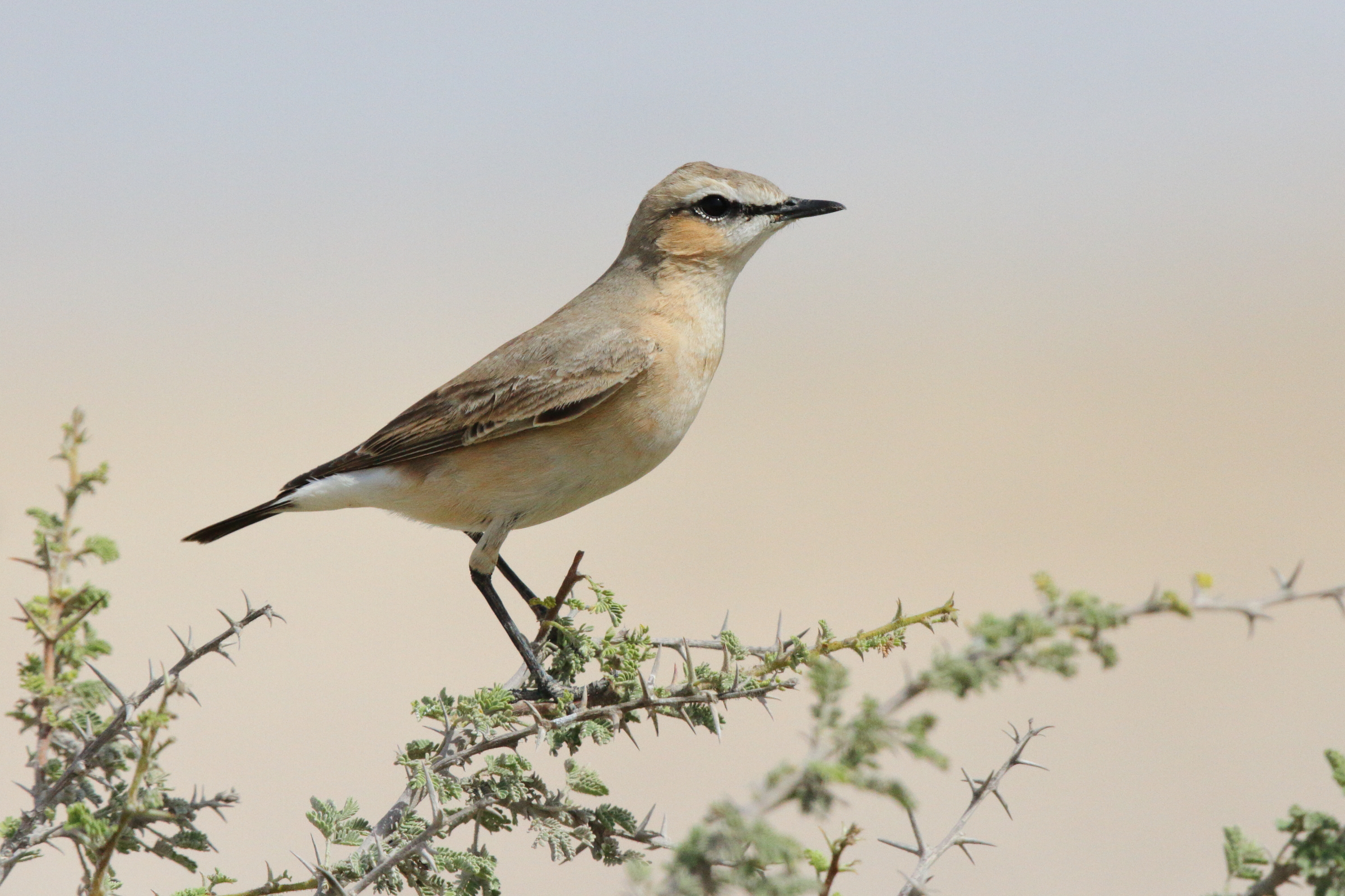 Isabelline Wheatear. Qatar, 03 March 2013 © Neil G. Morris.