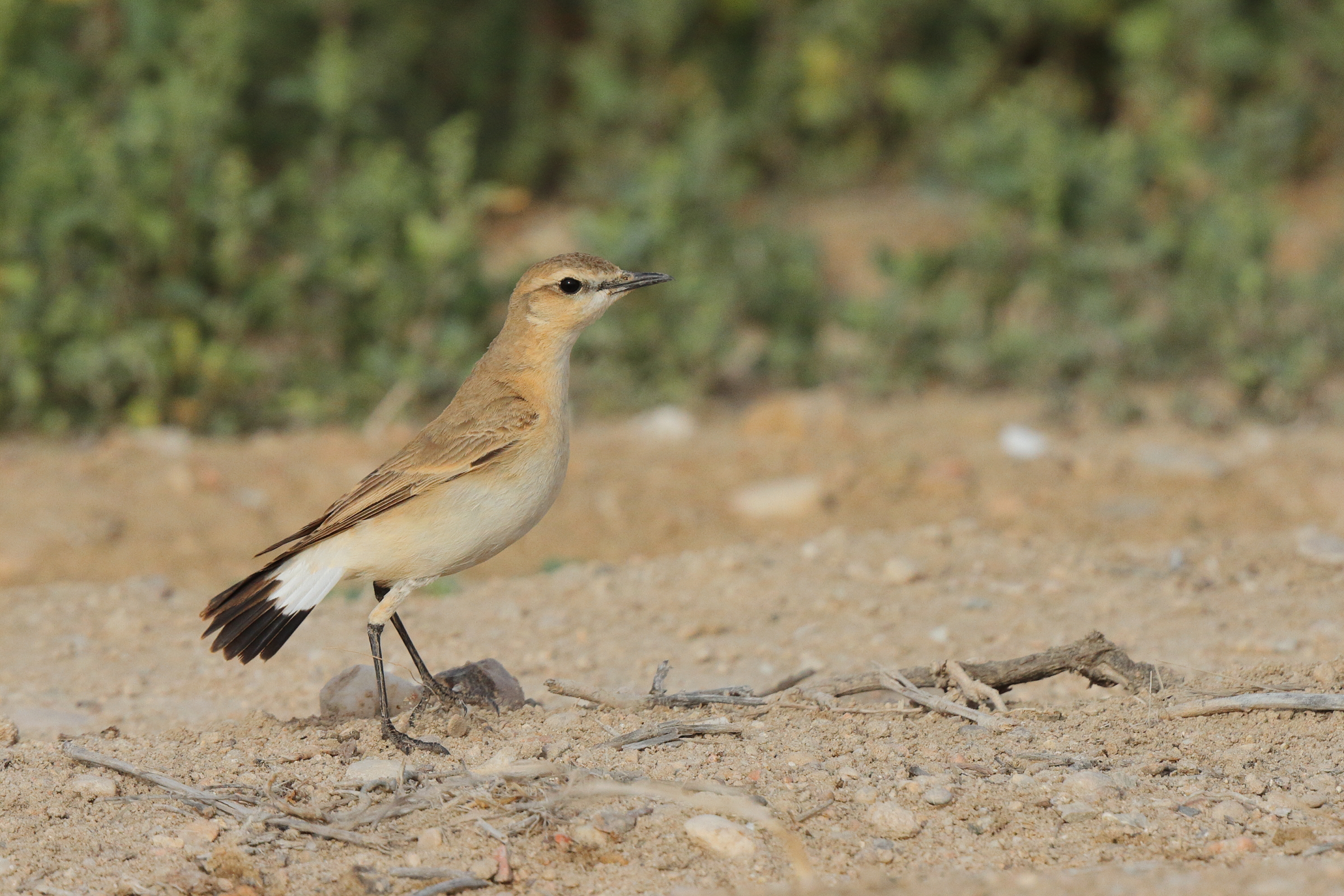Isabelline Wheatear. Qatar, 11 March 2013 © Neil G. Morris.