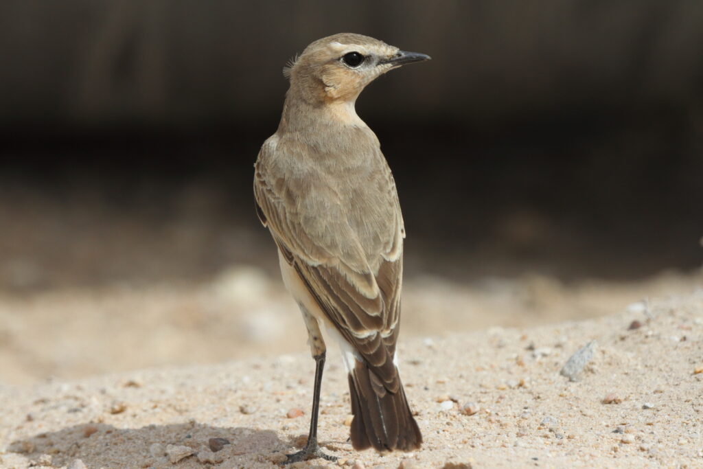 Isabelline Wheatear. Qatar, 20 March 2013 © Neil G. Morris.