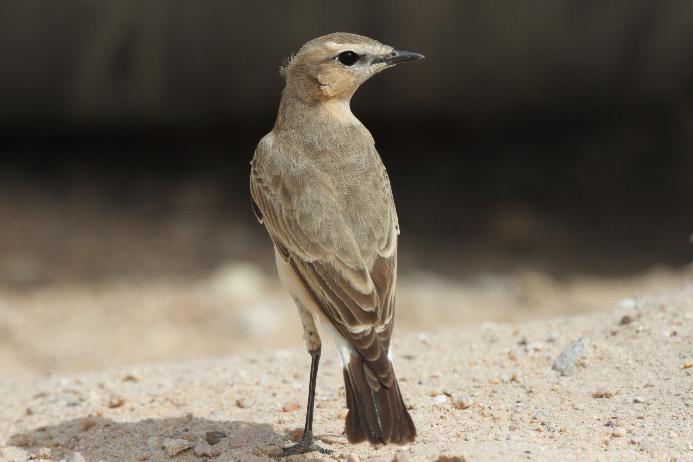 Isabelline Wheatear. Qatar, 20 March 2013 © Neil G. Morris.