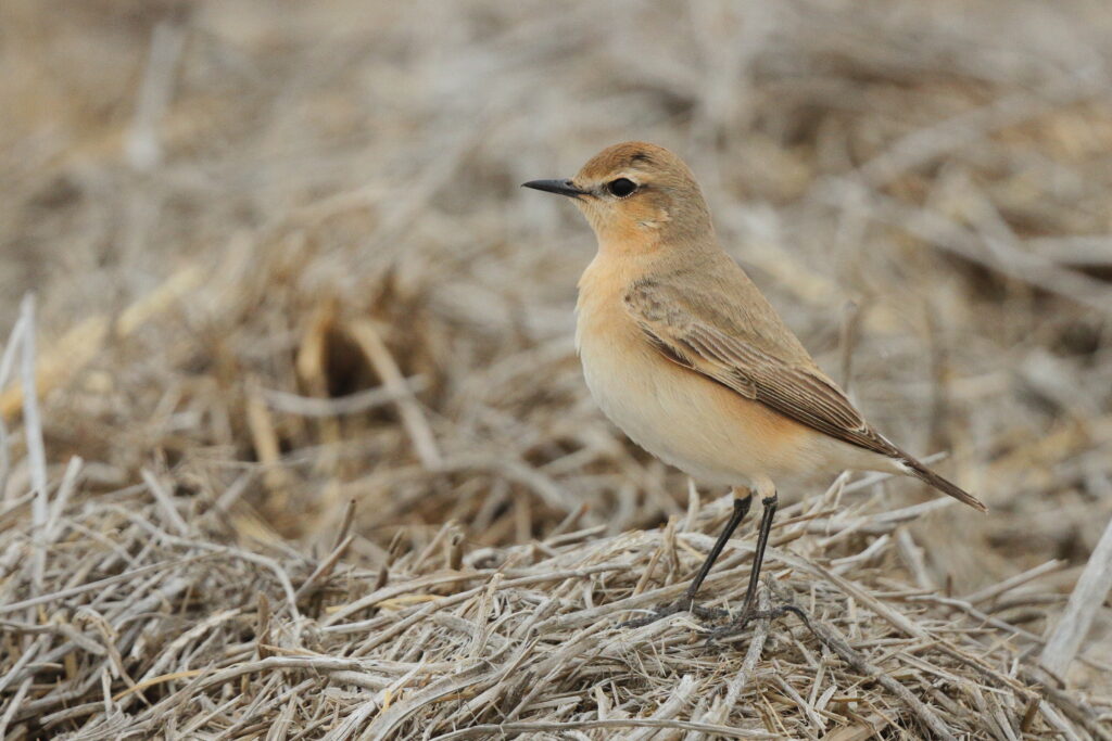 Isabelline Wheatear. Qatar, 25 March 2013 © Neil G. Morris.