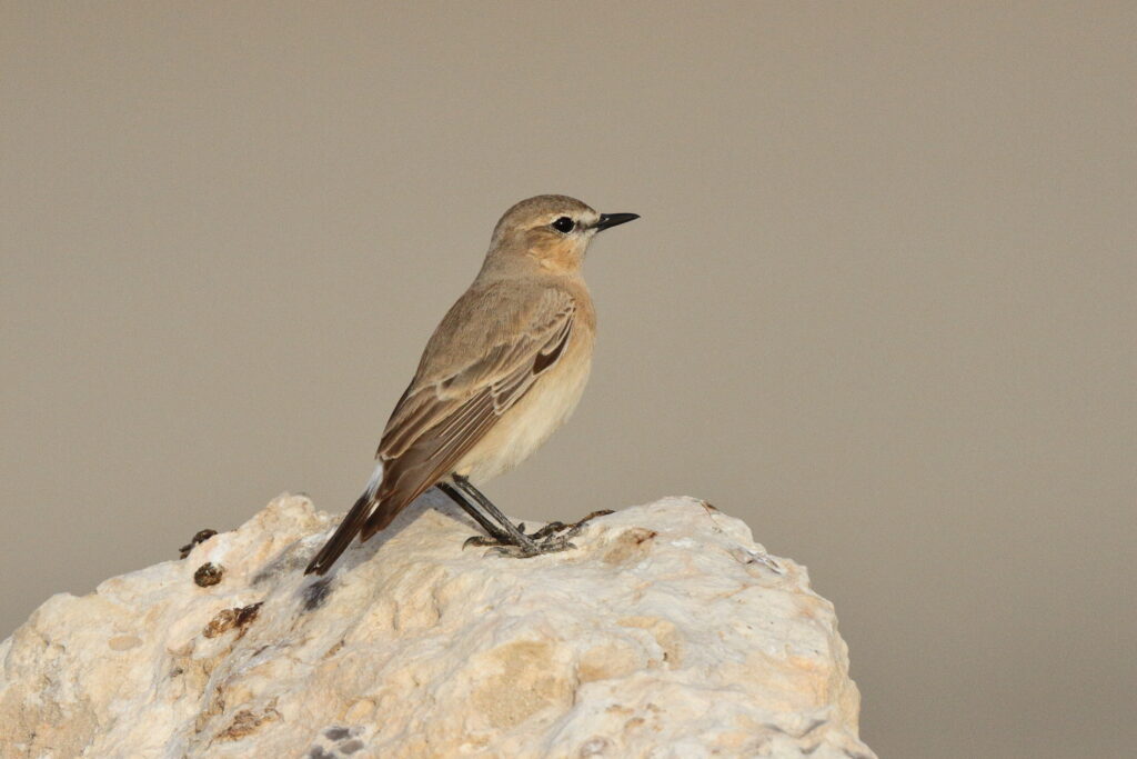 Isabelline Wheatear. Qatar, 11 April 2013 © Neil G. Morris.