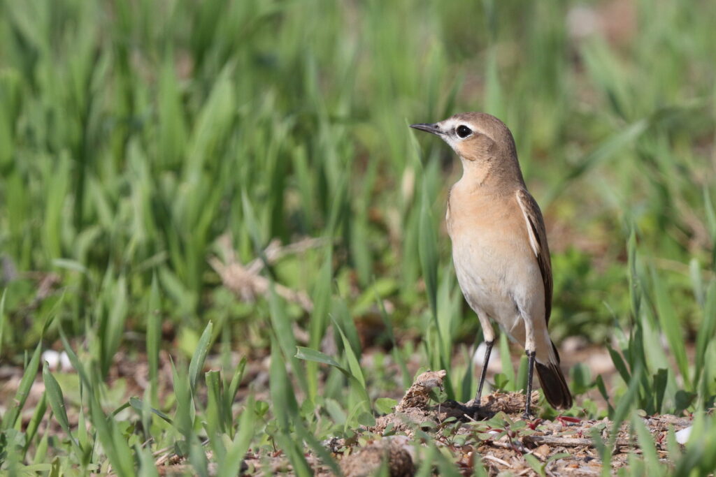 Isabelline Wheatear. Qatar, 14 November 2013 © Neil G. Morris.