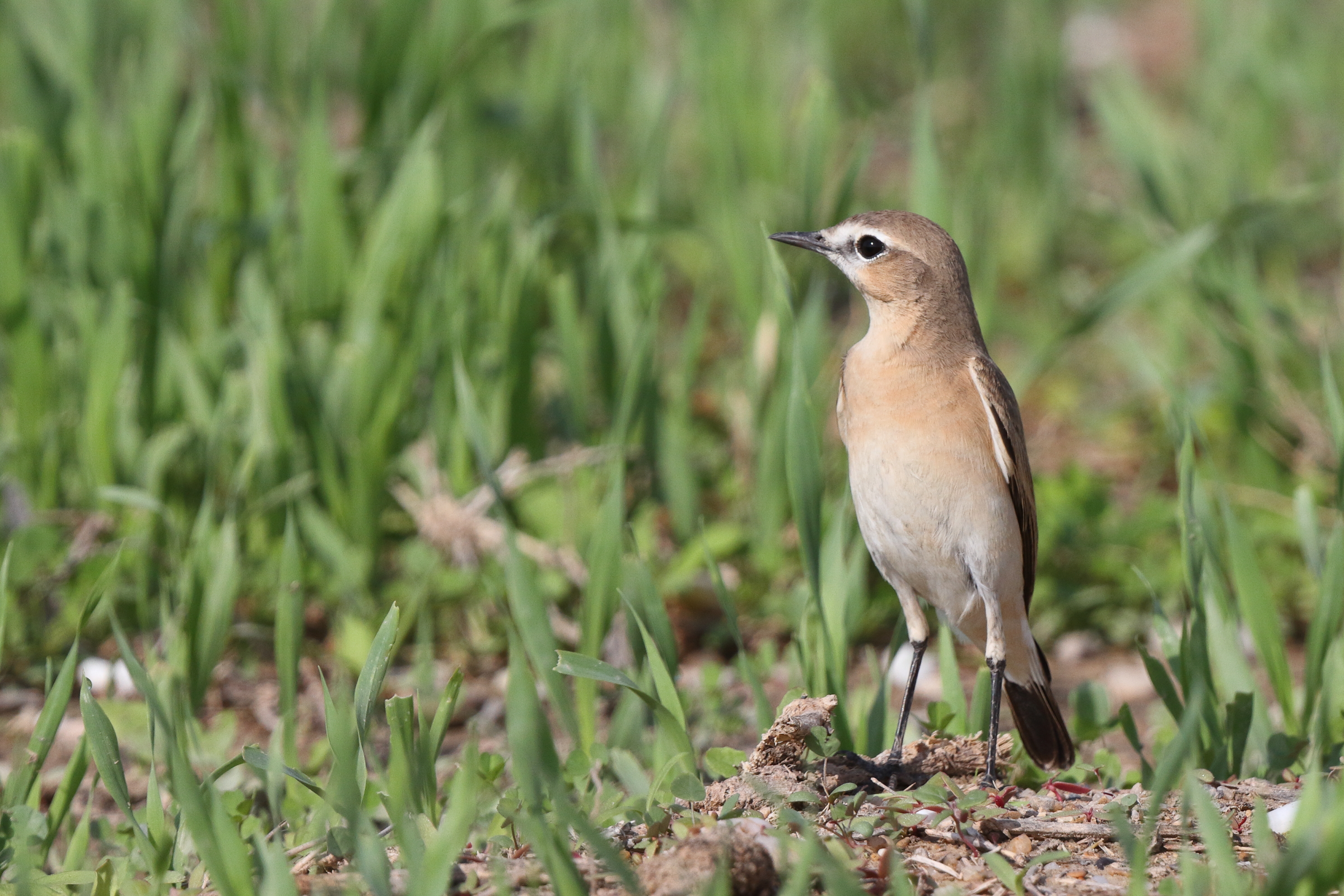 Isabelline Wheatear. Qatar, 14 November 2013 © Neil G. Morris.