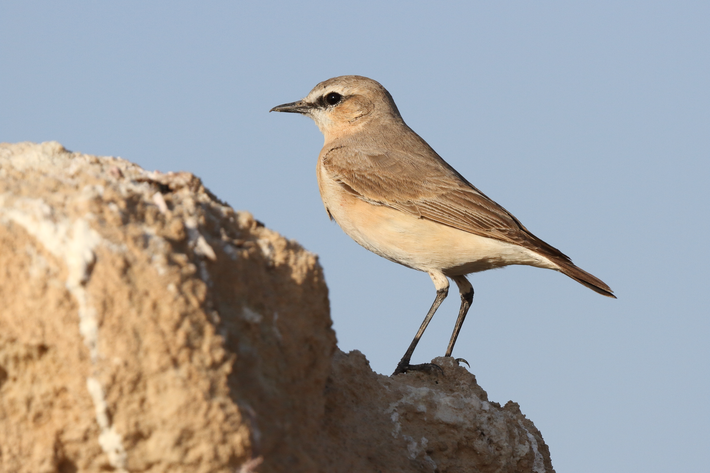Isabelline Wheatear. Qatar, 03 March 2014 © Neil G. Morris.