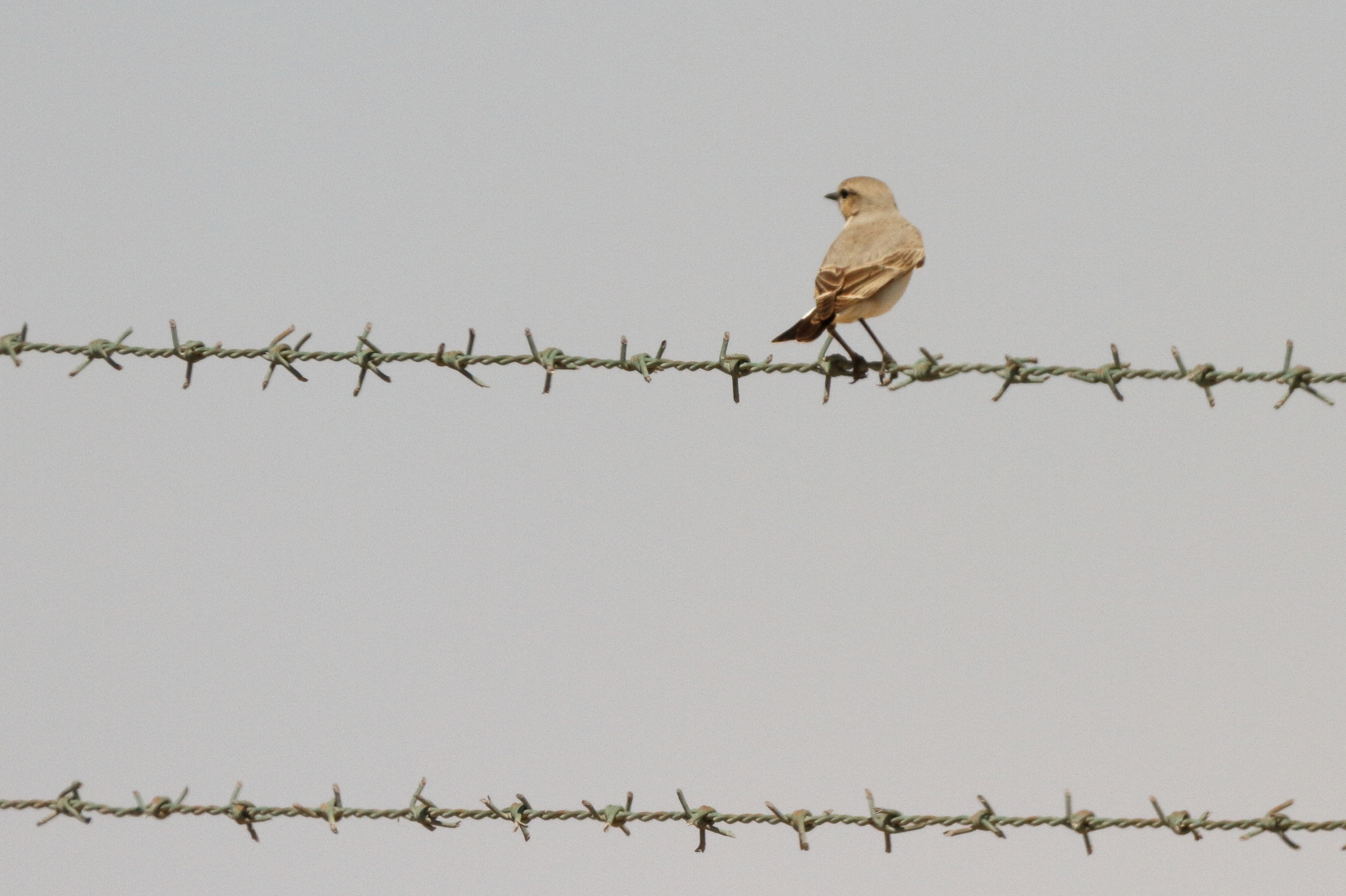 Isabelline Wheatear. Qatar, 17 March 2014 © Neil G. Morris.