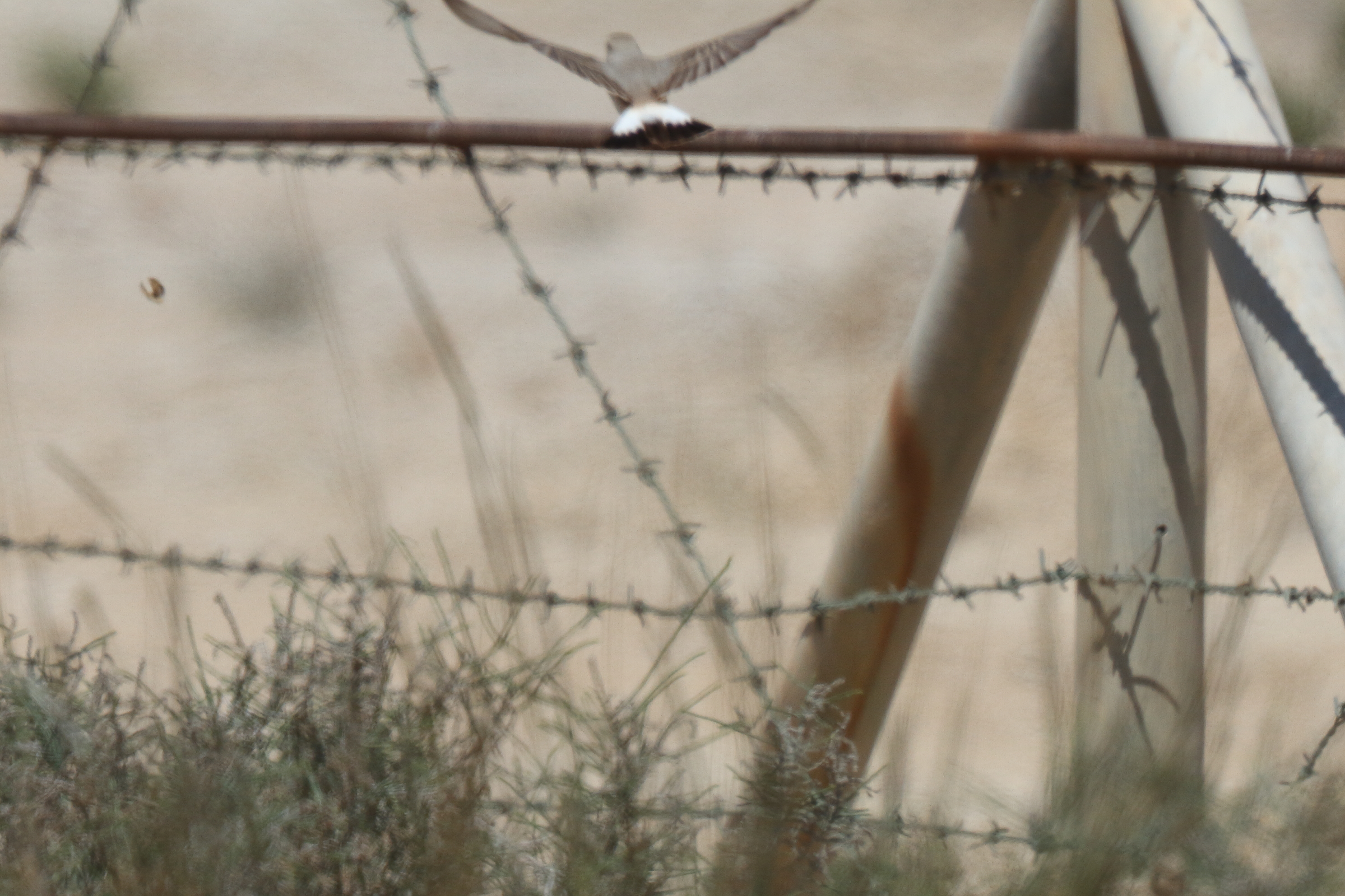 Isabelline Wheatear. Qatar, 17 March 2014 © Neil G. Morris.