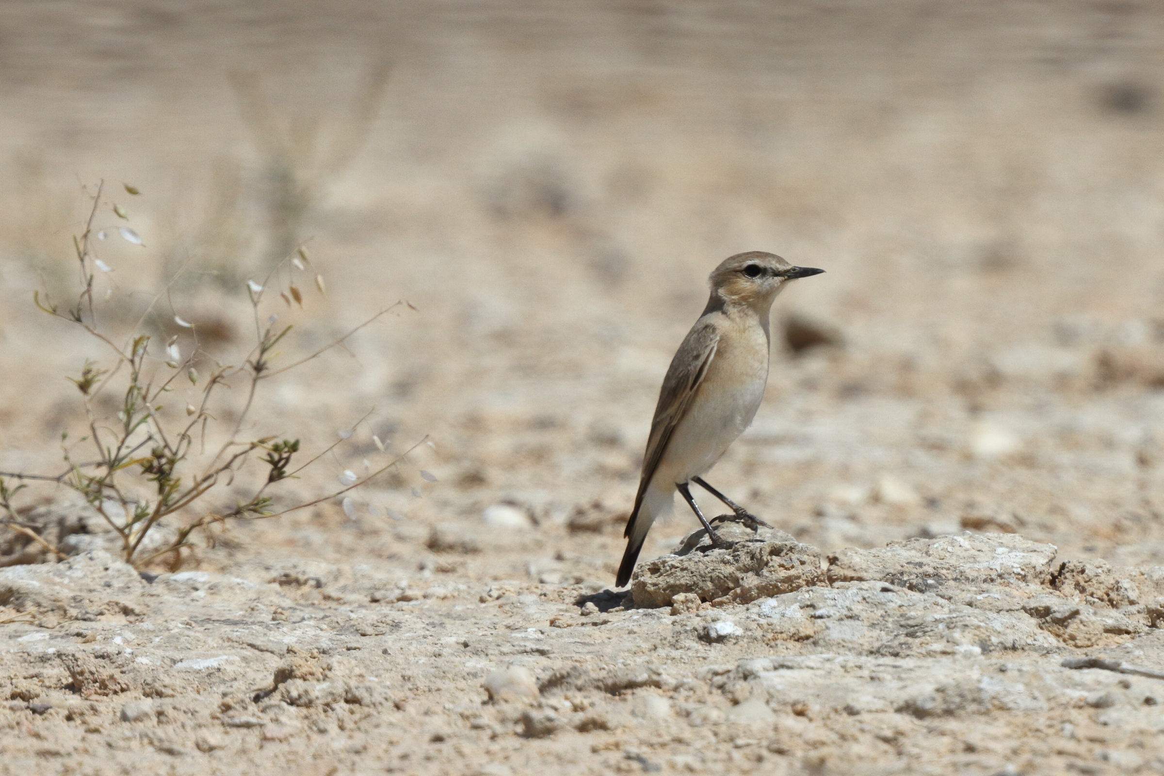Isabelline Wheatear. Qatar, 17 March 2014 © Neil G. Morris.