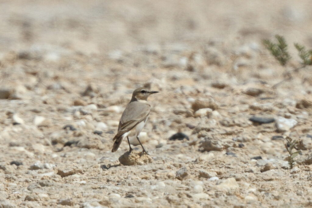 Isabelline Wheatear. Qatar, 17 March 2014 © Neil G. Morris.