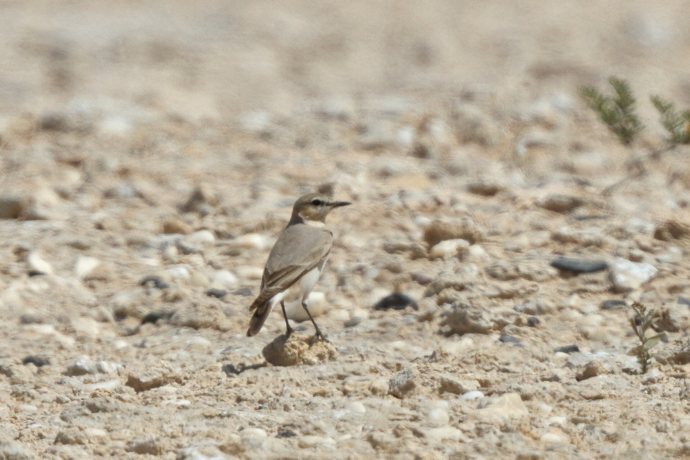 Isabelline Wheatear. Qatar, 17 March 2014 © Neil G. Morris.