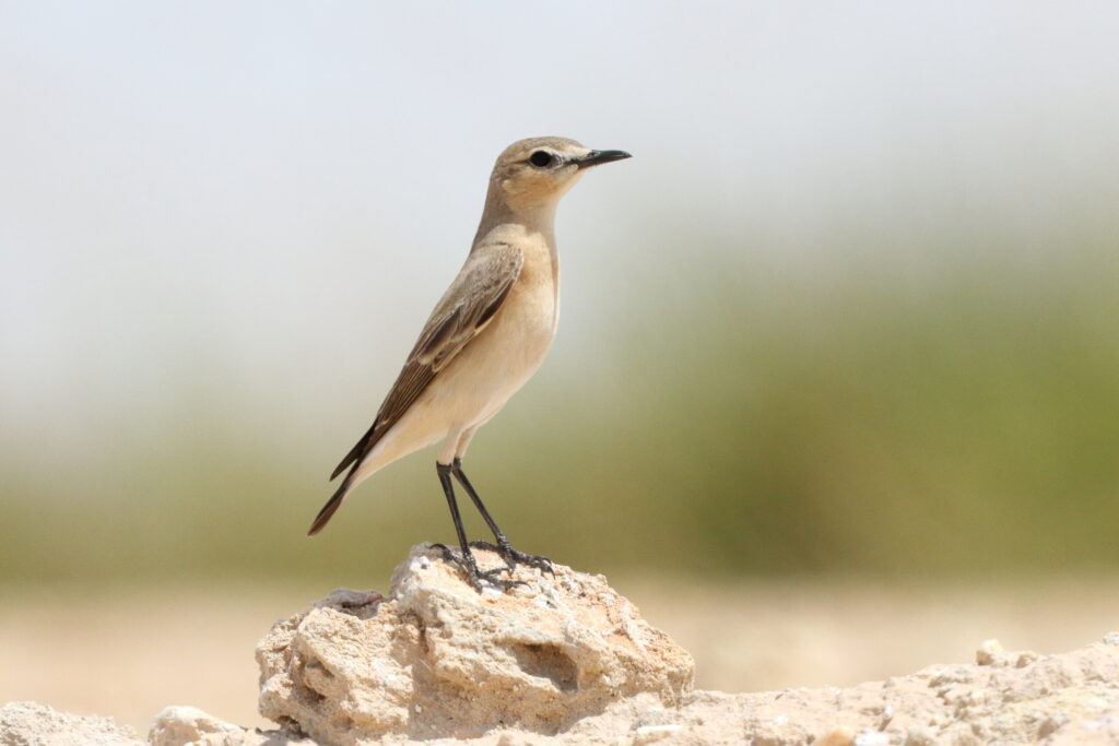 Isabelline Wheatear. Qatar, 30 March 2015 © Neil G. Morris.