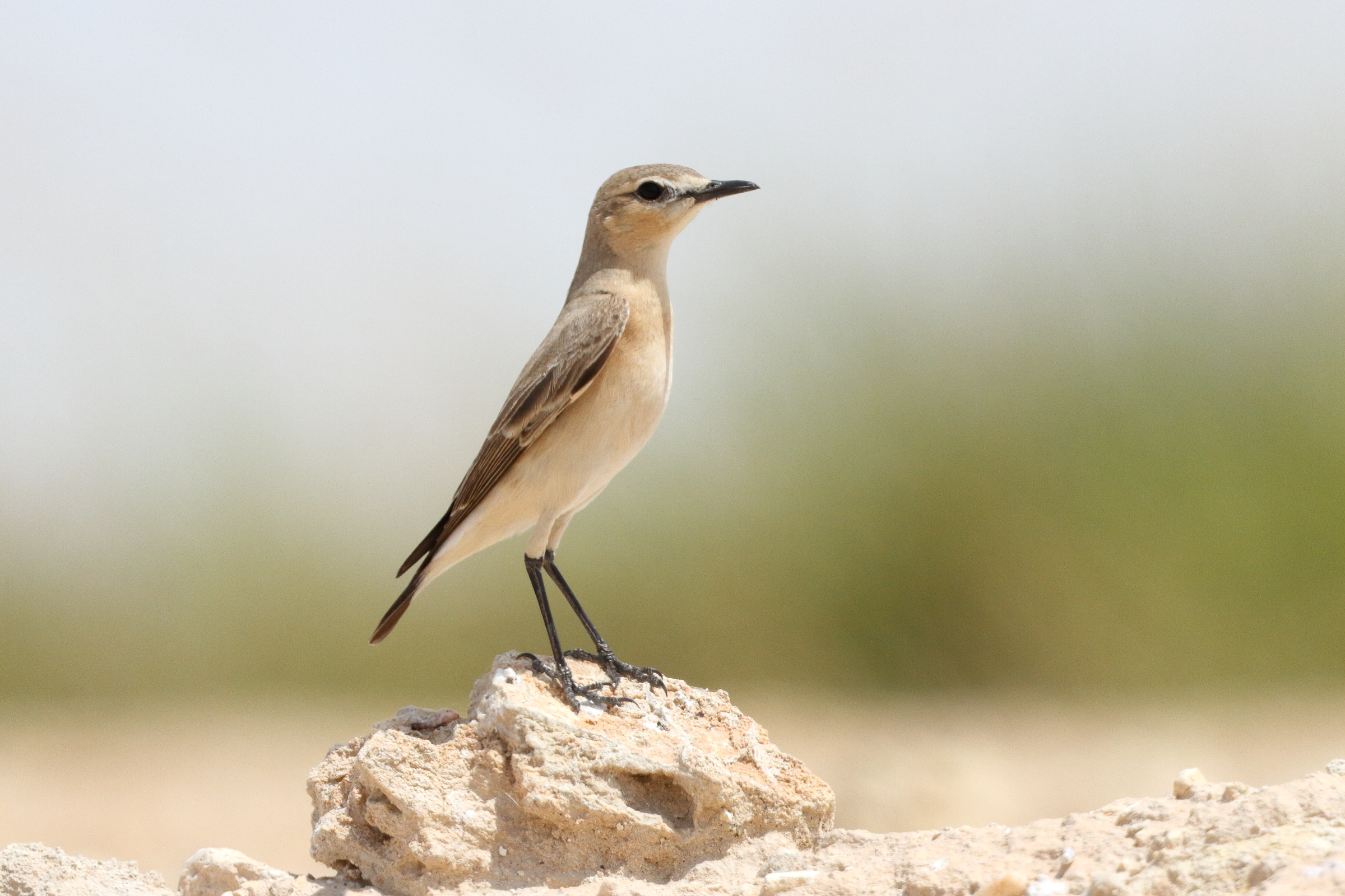 Isabelline Wheatear. Qatar, 30 March 2015 © Neil G. Morris.