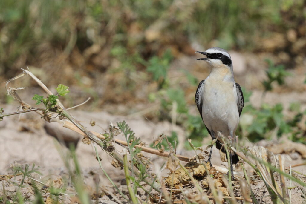 Northern Wheatear. Qatar, 04 March 2013 © Neil G. Morris.