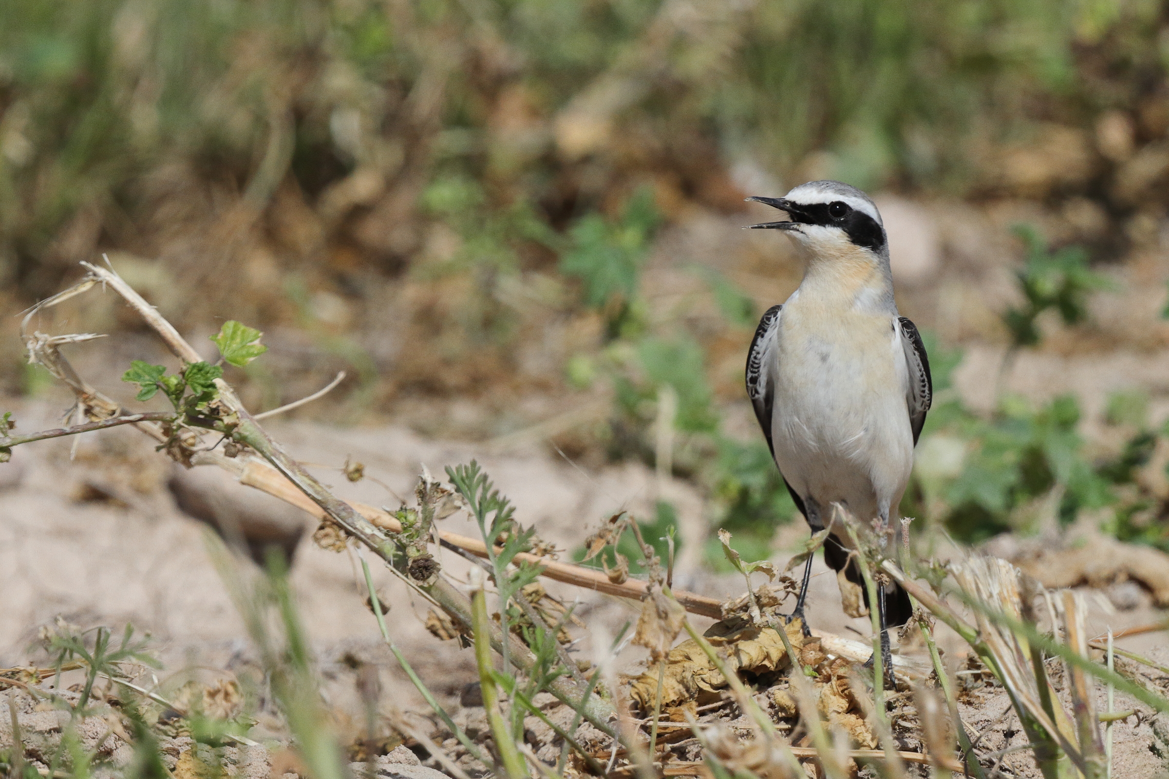 Northern Wheatear. Qatar, 04 March 2013 © Neil G. Morris.