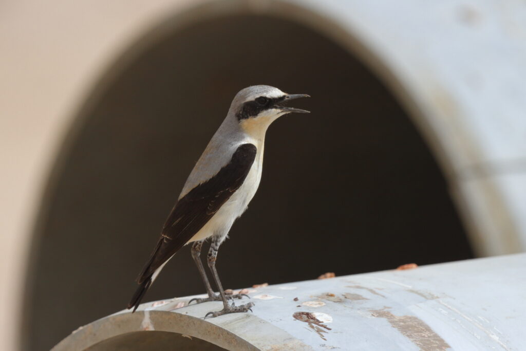 Northern Wheatear. Qatar, 20 March 2013 © Neil G. Morris.