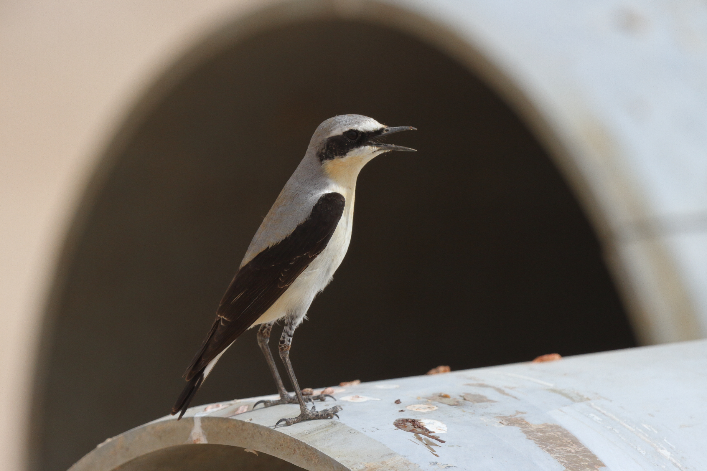 Northern Wheatear. Qatar, 20 March 2013 © Neil G. Morris.
