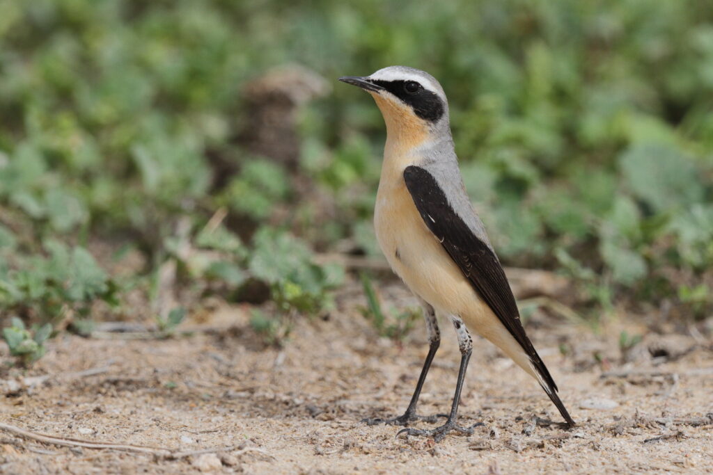 Northern Wheatear. Qatar, 20 March 2013 © Neil G. Morris.