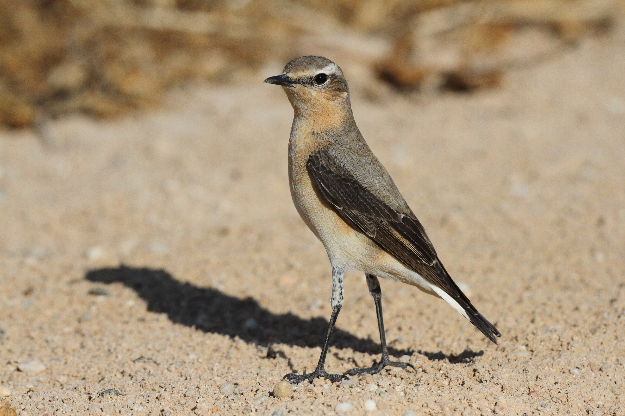 Northern Wheatear. Qatar, 23 March 2013 © Neil G. Morris.