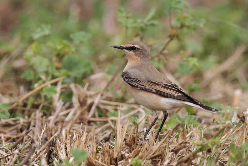 Northern Wheatear. Qatar, 25 March 2013 © Neil G. Morris.