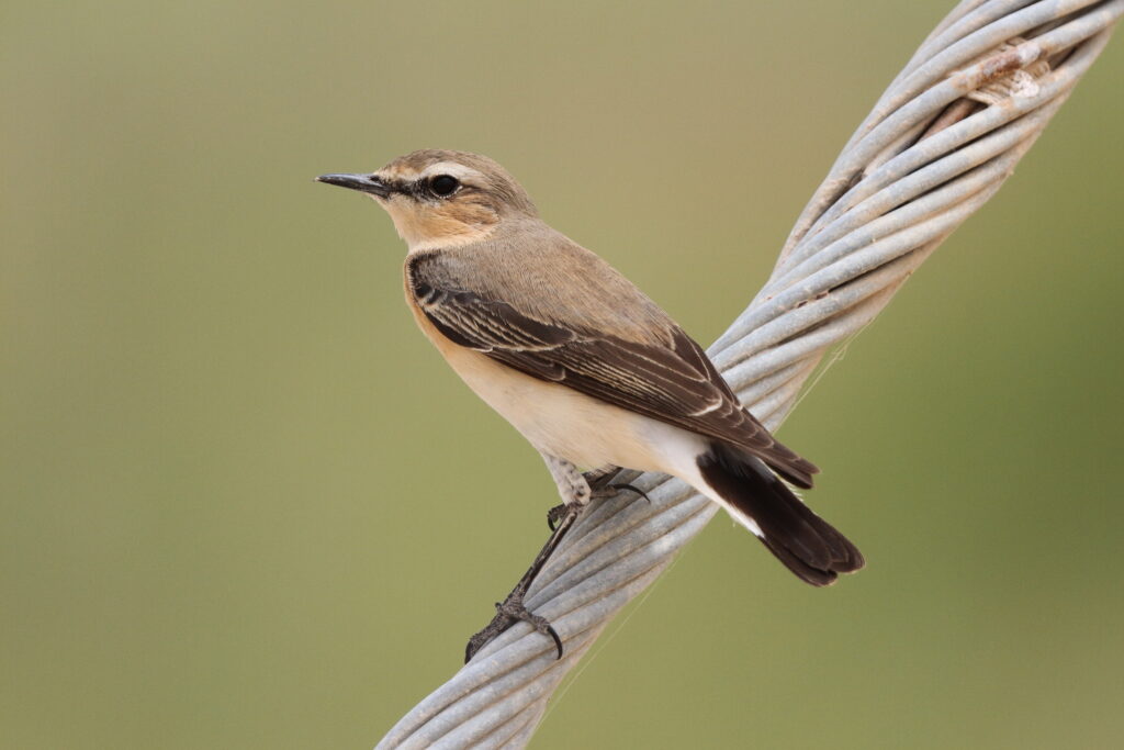Northern Wheatear. Qatar, 23 April 2013 © Neil G. Morris.