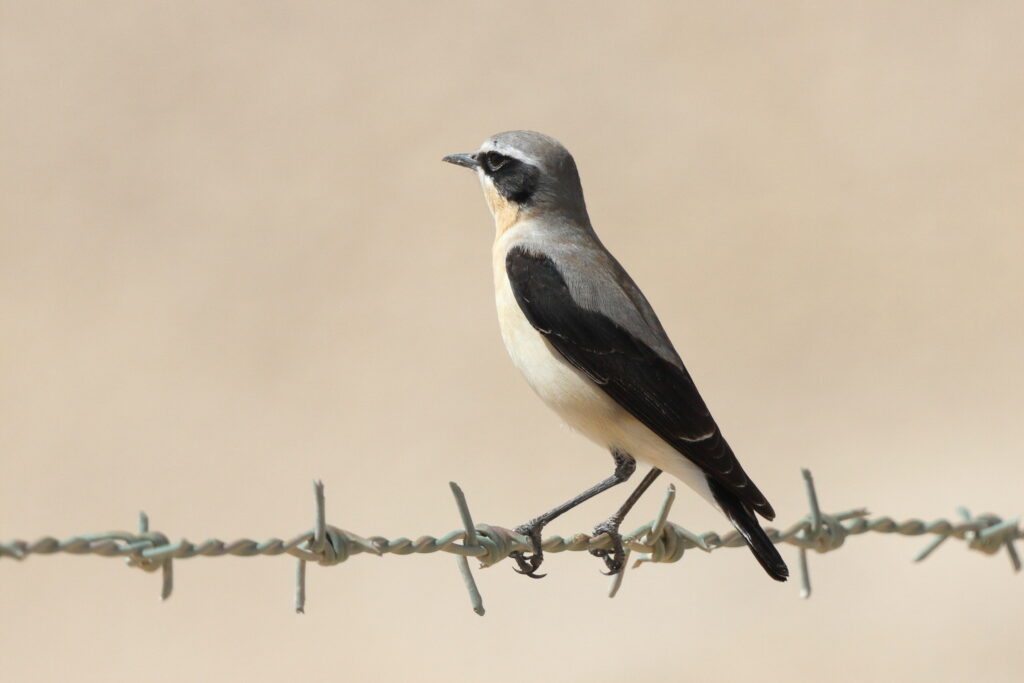 Northern Wheatear. Qatar, 17 March 2014 © Neil G. Morris.