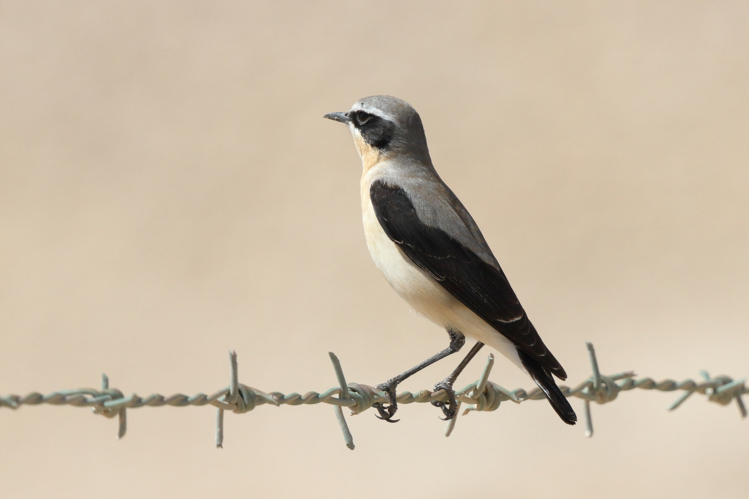 Northern Wheatear. Qatar, 17 March 2014 © Neil G. Morris.