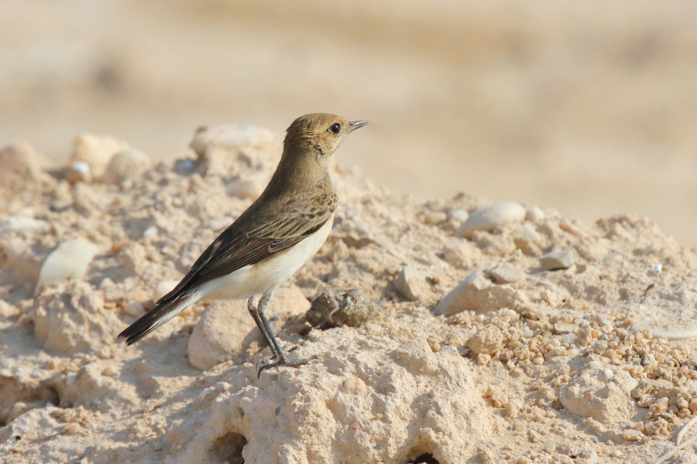 Pied Wheatear. Qatar, 05 October 2012 © Neil G. Morris.