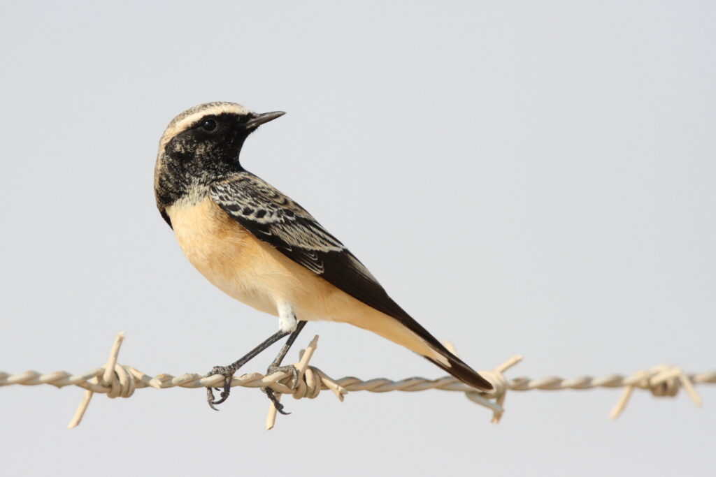 Pied Wheatear. Qatar, 11 October 2012 © Neil G. Morris.