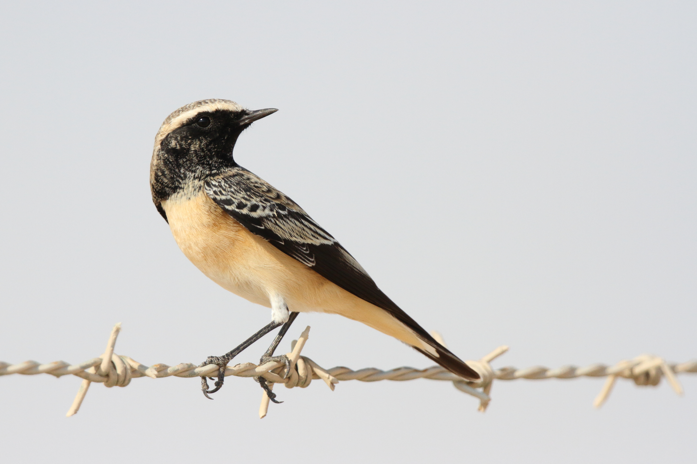 Pied Wheatear. Qatar, 11 October 2012 © Neil G. Morris.