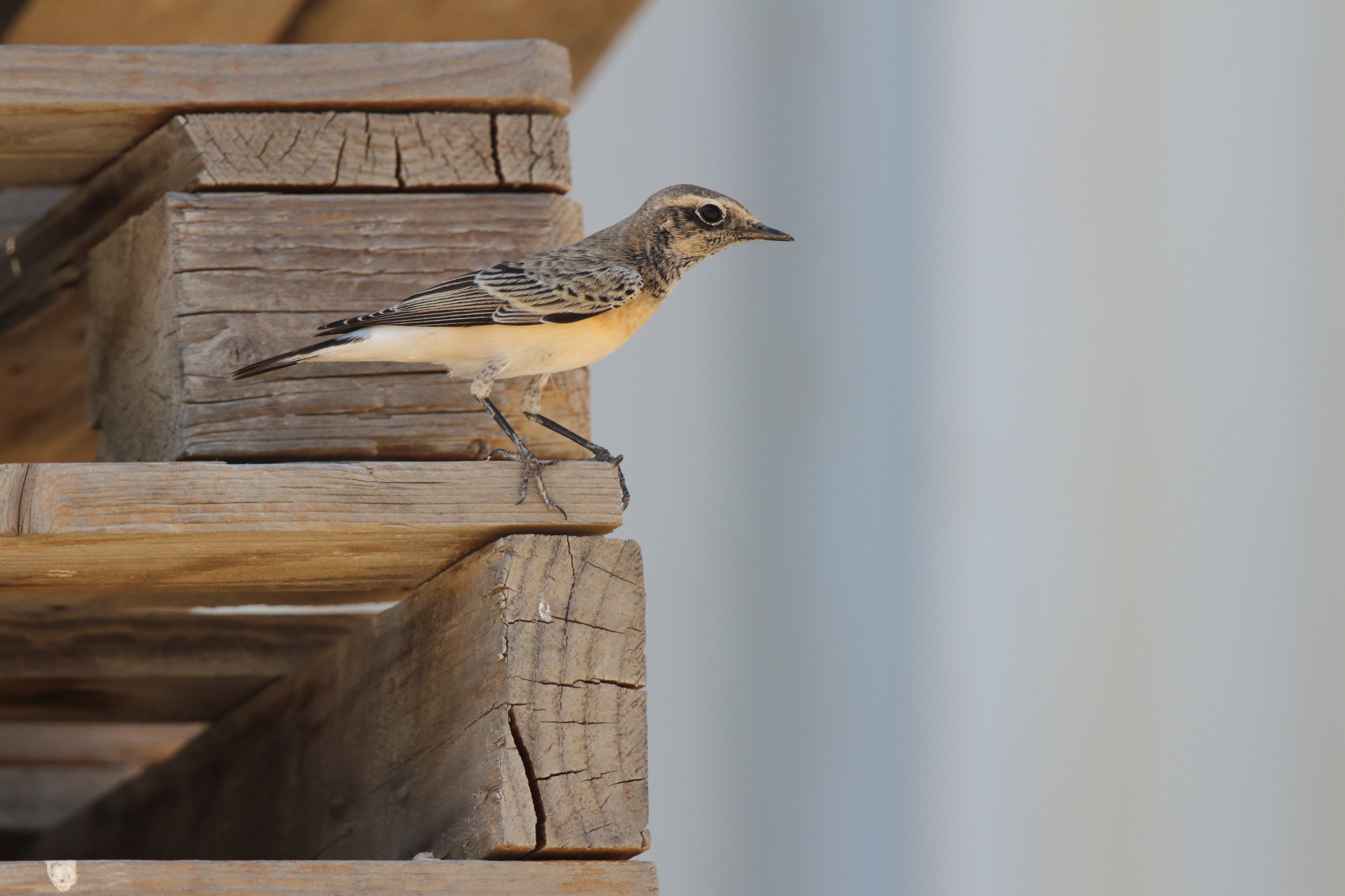 Pied Wheatear. Qatar, 11 October 2012 © Neil G. Morris.