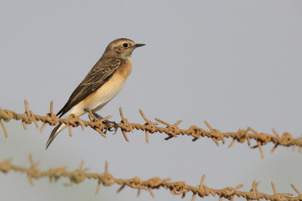 Pied Wheatear. Qatar, 16 October 2012 © Neil G. Morris.