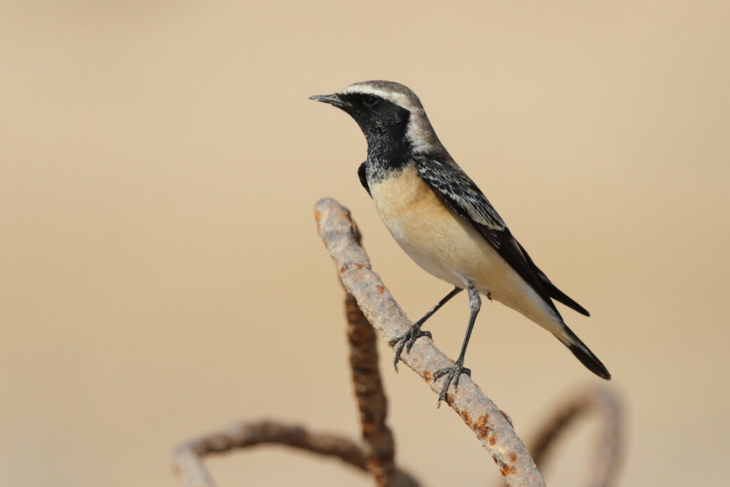 Pied Wheatear. Qatar, 18 October 2012 © Neil G. Morris.