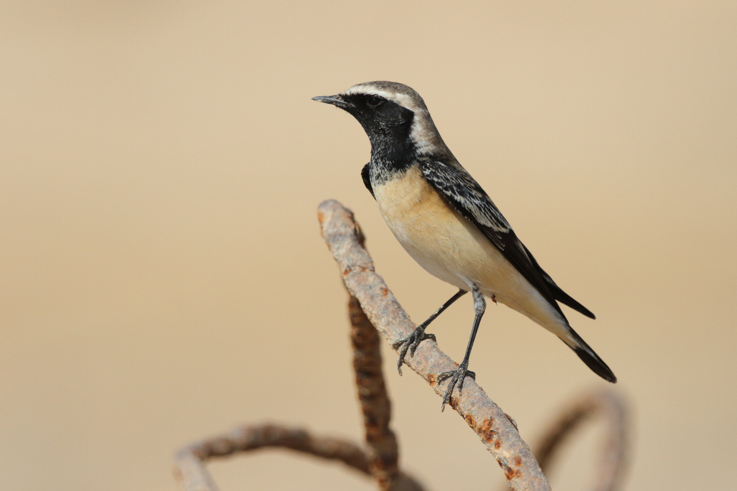 Pied Wheatear. Qatar, 18 October 2012 © Neil G. Morris.