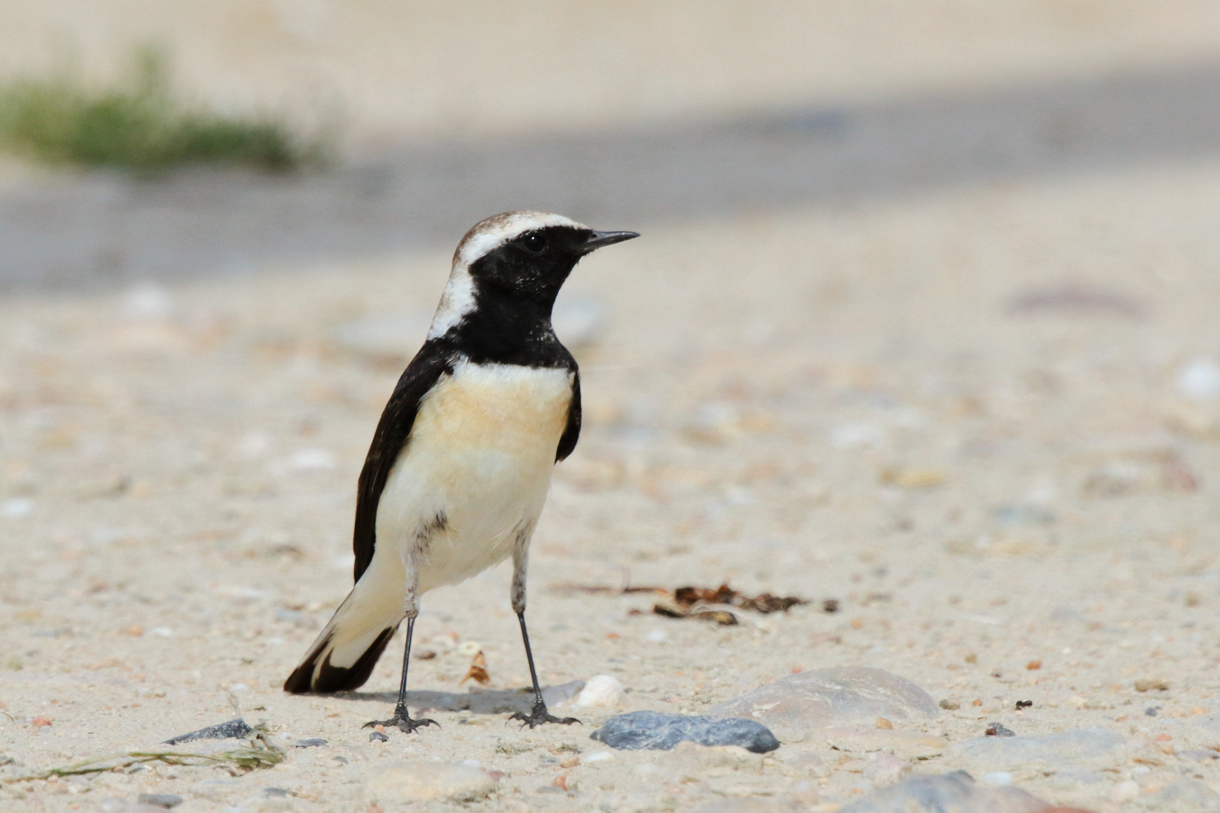 Pied Wheatear. Qatar, 19 February 2013 © Neil G. Morris.