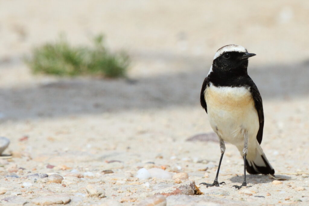 Pied Wheatear. Qatar, 19 February 2013 © Neil G. Morris.