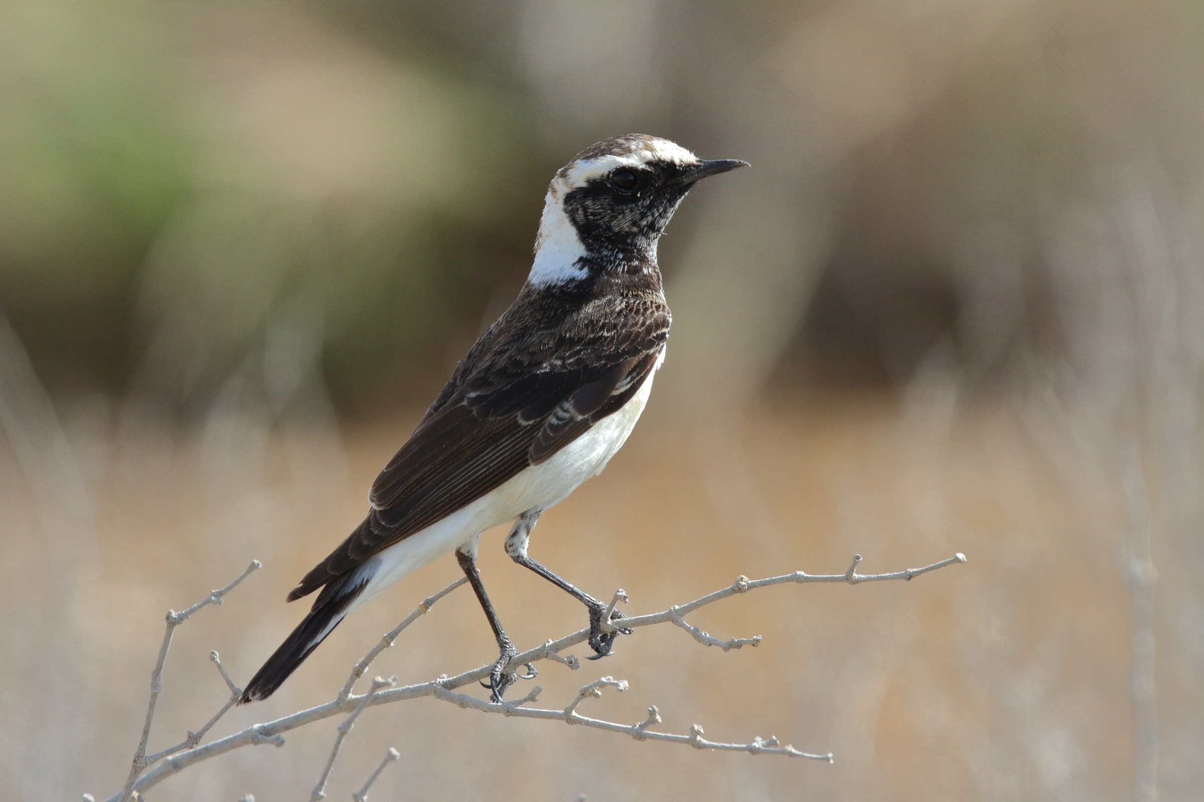 Pied Wheatear. Qatar, 04 March 2013 © Neil G. Morris.