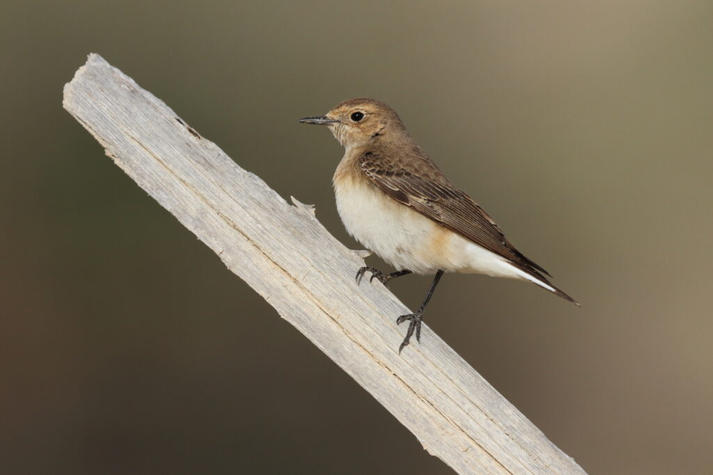 Pied Wheatear. Qatar, 09 March 2013 © Neil G. Morris.