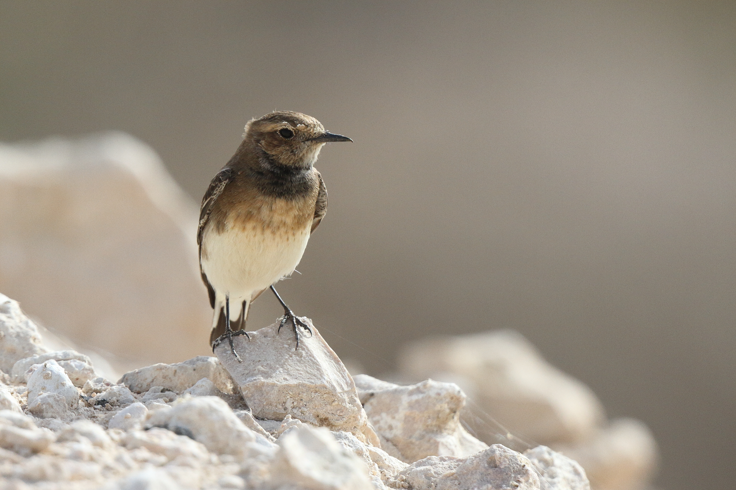 Pied Wheatear. Qatar, 20 March 2013 © Neil G. Morris.