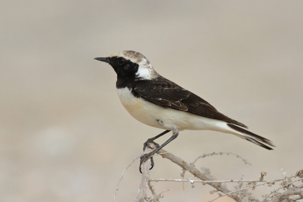 Pied Wheatear. Qatar, 20 March 2013 © Neil G. Morris.