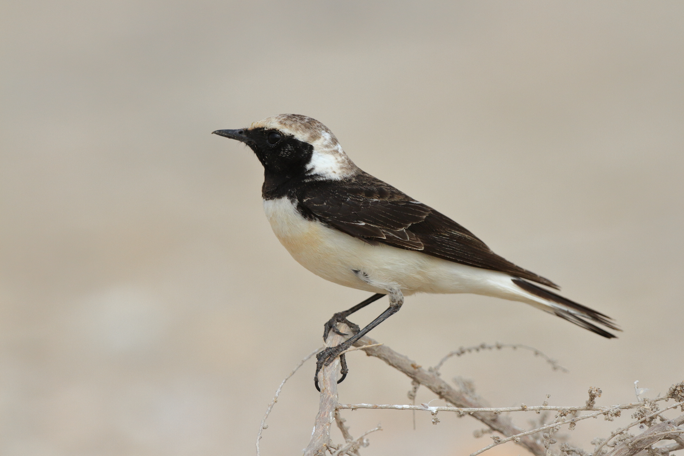 Pied Wheatear. Qatar, 20 March 2013 © Neil G. Morris.