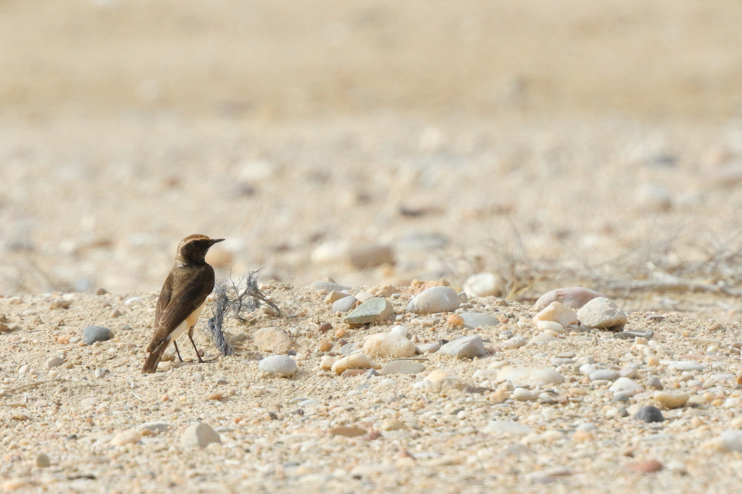 Pied Wheatear. Qatar, 29 March 2013 © Neil G. Morris.