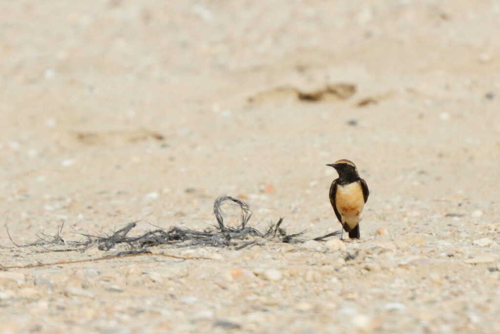 Pied Wheatear. Qatar, 29 March 2013 © Neil G. Morris.