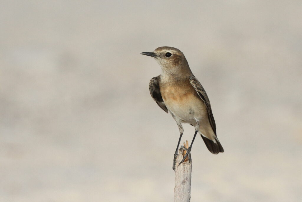 Pied Wheatear. Qatar, 02 November 2013 © Neil G. Morris.